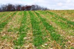 cover_crop_incorn