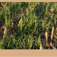 Cover crops provide many benefits between fall harvest and planting of spring crops including reduced soil erosion, the limitation of nitrogen leaching, and increased soil organic matter. If you plan […]