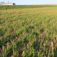 Check back to see what has been added about cover crops, increasing organic matter, and other aspects of soil health