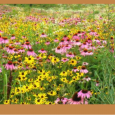 At the November 13, 2015 meeting of the Allamakee SWCD commissioners, a policy was established regarding the approval of plans for specific Continuous CRP practices that include CP33-Habitat Buffers for Upland Birds, CP42-Pollinator […]