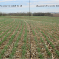 Cover crops are starting to become more popular in Iowa due to their ability to protect the soil and recycle nutrients that would otherwise be lost to leaching during winter […]