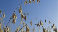 Small grain production is slowly growing in Iowa.  The Allamakee SWCD would like to help producers develop the knowledge and infrastructure to produce a marketable product.  