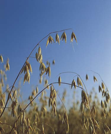 Small grain production is slowly growing in Iowa.  The Allamakee SWCD would like to help producers develop the knowledge and infrastructure to produce a marketable product.  