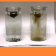 Improving aggregate stability is the first step in improving soil health. Many of you have likely seen a slake test where two soil samples are placed in clear tubes that […]