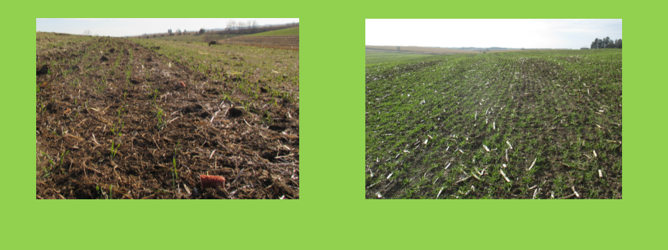 With increasing interest in cover crops in recent years, there is also increased discussion about how best to fit cover crops into each system.  One issue to address is cover […]