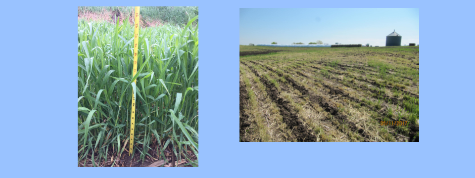 An Iowa Learning Farms estimate showed Iowa farmers planted 623,700 total acres of cover crops in 2016, a 32% increase compared to 2015. However, one of the scenarios in the […]