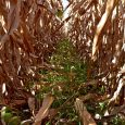 by Jason Johnson, Iowa NRCS State Public Affairs SpecialistNovember 2020 After years of struggling to consistently establish cover crops in the fall on cropland in Iowa’s northern tier counties, more […]