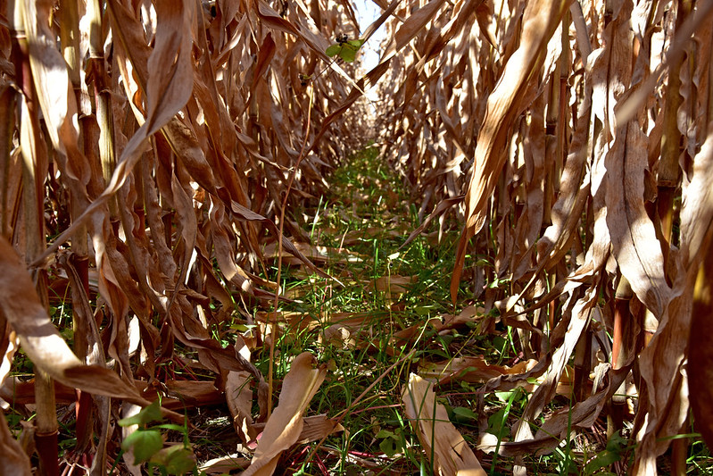 by Jason Johnson, Iowa NRCS State Public Affairs SpecialistNovember 2020 After years of struggling to consistently establish cover crops in the fall on cropland in Iowa’s northern tier counties, more […]