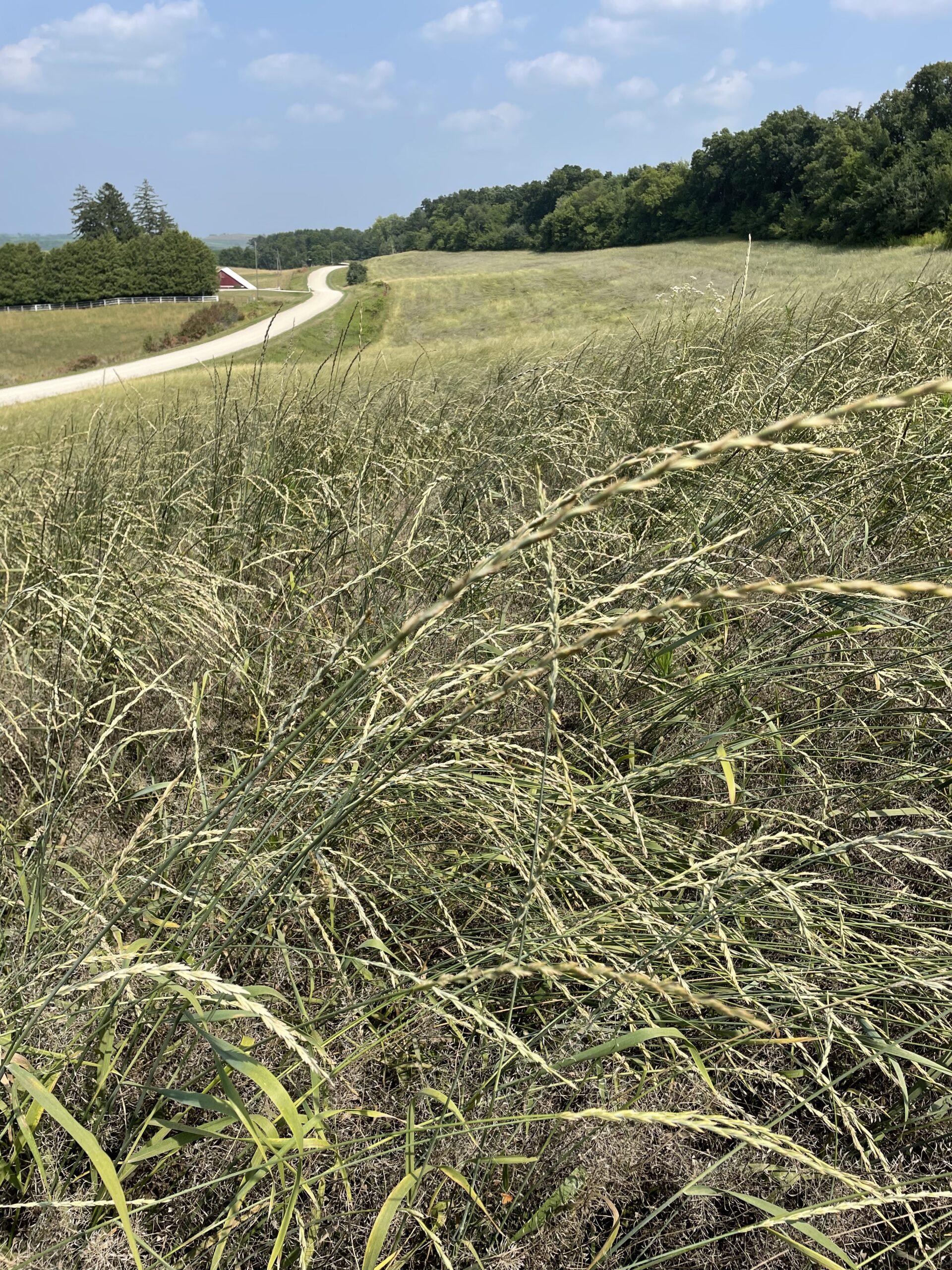 The Allamakee SWCD was recently awarded a 3-year grant from the Iowa Department of Agriculture and Land Stewardship (IDALS) to implement and promote adding a perennial grain, known as Kernza, […]