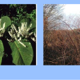 Japanese Knotweed has become an invasive menace in Allamakee County over the last 15+ years.&nbsp; This bamboo look-alike is found along many streams in the county and spreads rapidly.&nbsp; The [&hellip;]