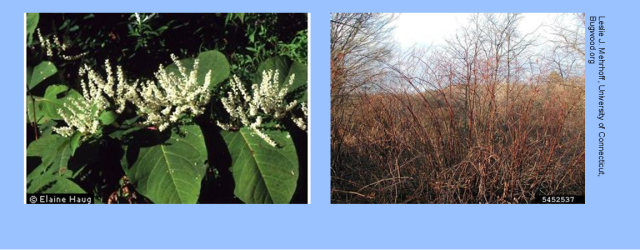 Japanese Knotweed has become an invasive menace in Allamakee County over the last 15+ years.  This bamboo look-alike is found along many streams in the county and spreads rapidly.  The […]